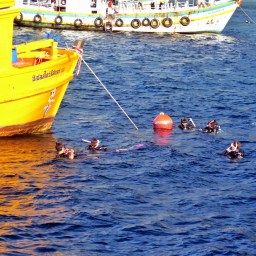 Plongée à Koh Tao (2)