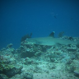Sipadan (ou plonger avec les requins)