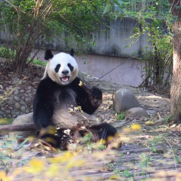 Frontière du TIBET et PANDAS à Chengdu !
